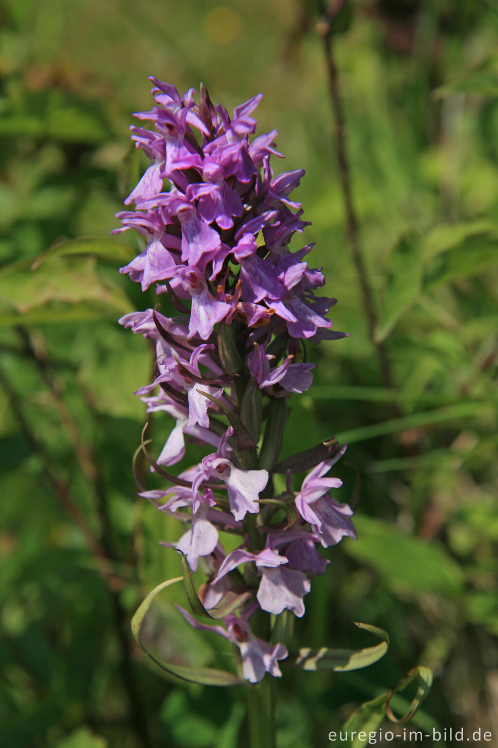 Detailansicht von Geflecktes Knabenkraut, Dactylorhiza maculata