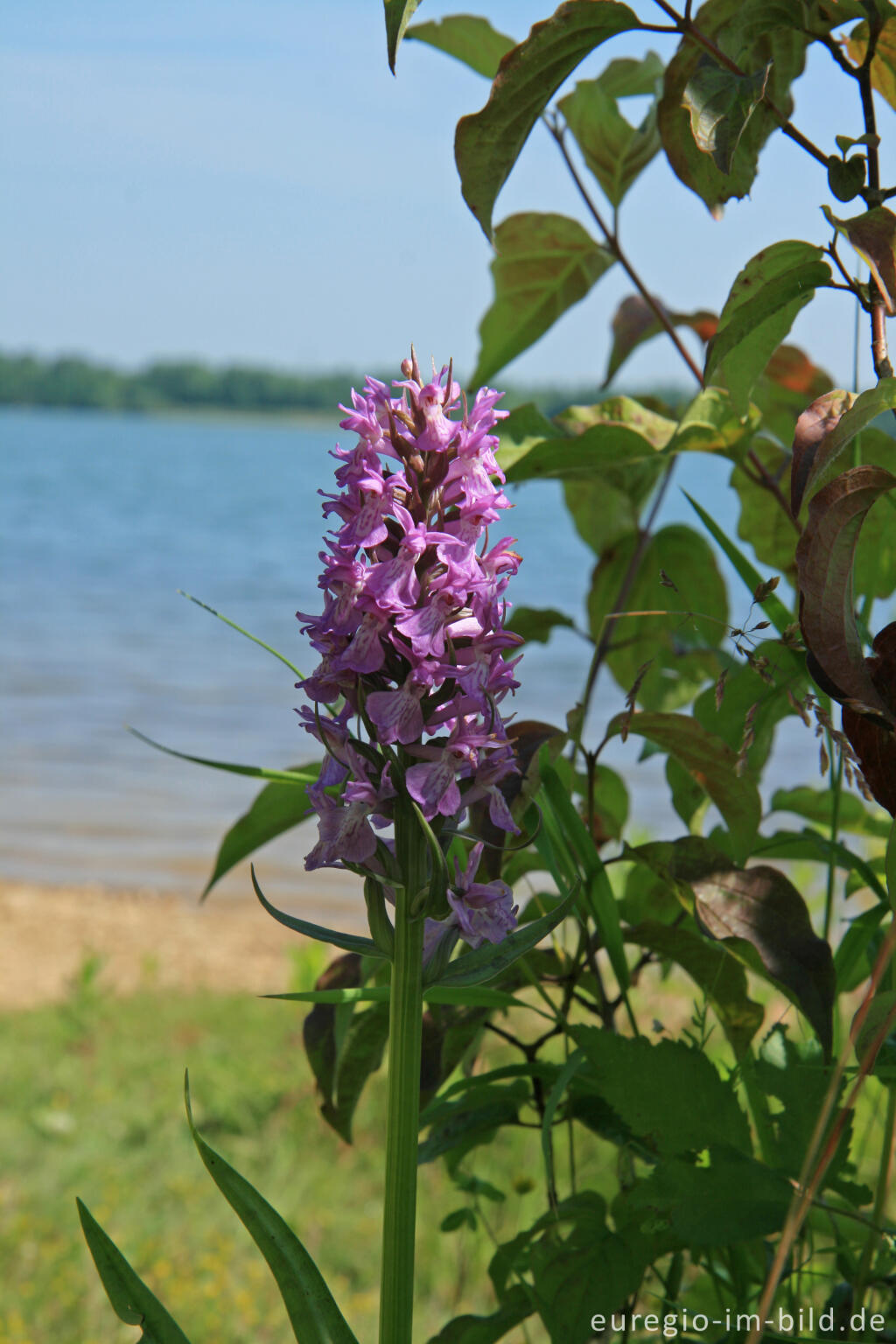 Detailansicht von Geflecktes Knabenkraut, Dactylorhiza maculata