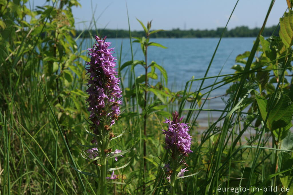 Geflecktes Knabenkraut, Dactylorhiza maculata