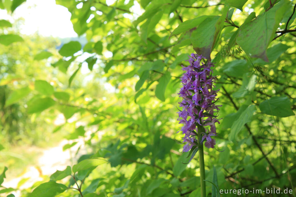 Detailansicht von Geflecktes Knabenkraut, Dactylorhiza maculata