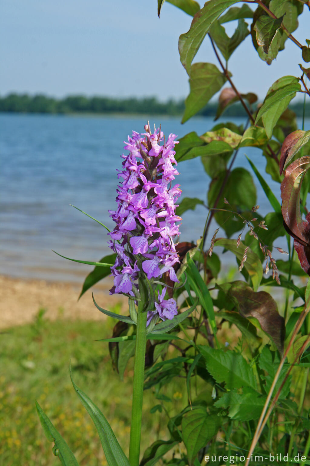 Detailansicht von Geflecktes Knabenkraut, Dactylorhiza maculata