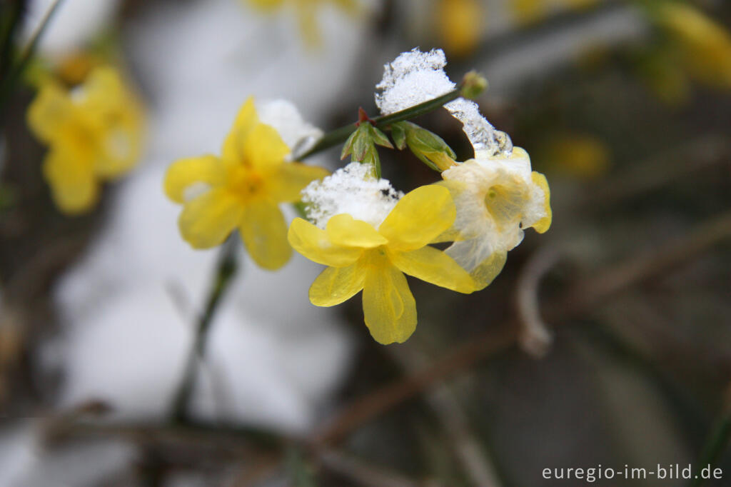 Detailansicht von Gelb blühender Winterjasmin, Jasminum nudiflorum