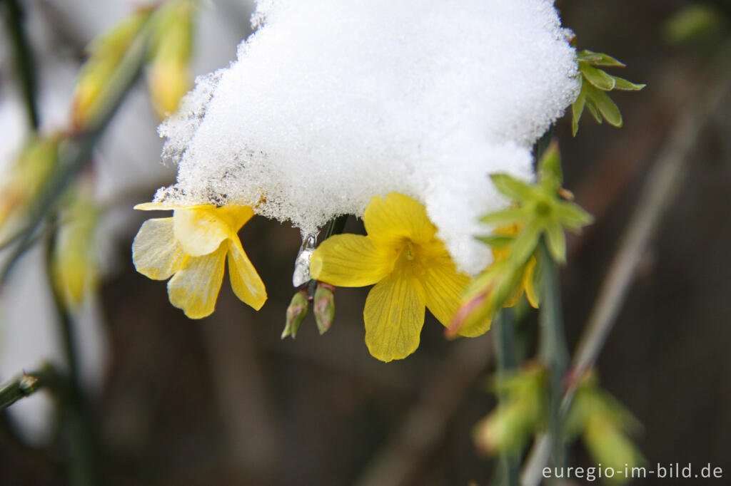 Detailansicht von Gelb blühender Winterjasmin, Jasminum nudiflorum