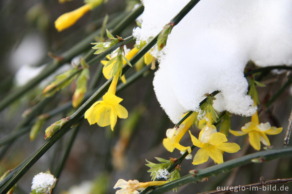 Detailansicht von Gelb blühender Winterjasmin, Jasminum nudiflorum