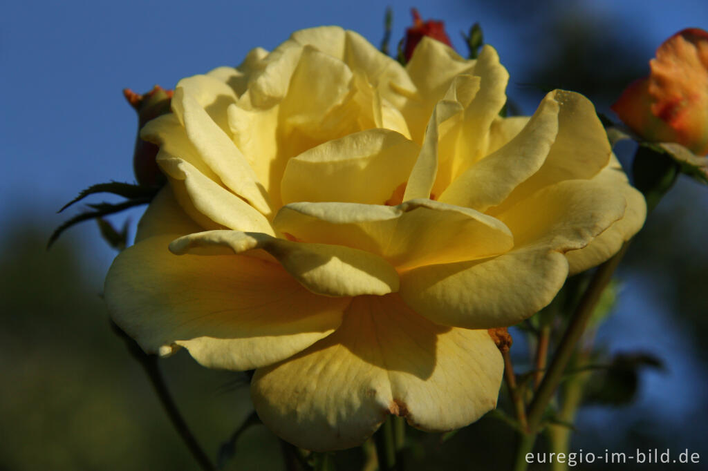 Detailansicht von Gelbe Rose im Hospizgarten des Hortus Dialogus