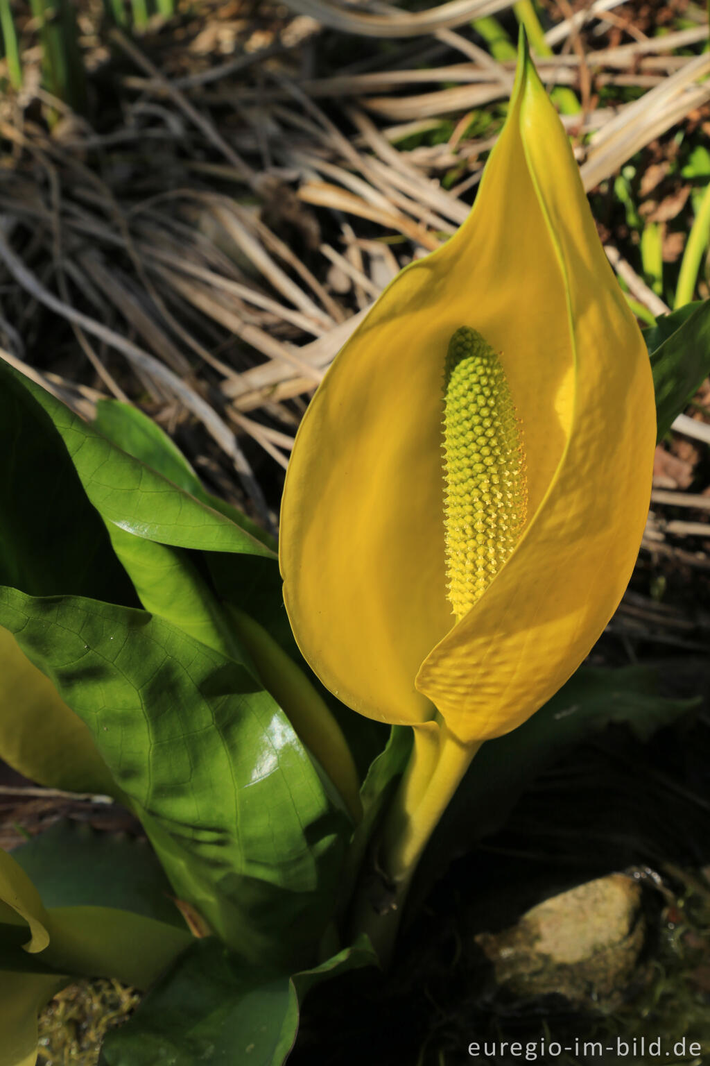 Detailansicht von Gelbe Scheincalla, Lysichiton americanus