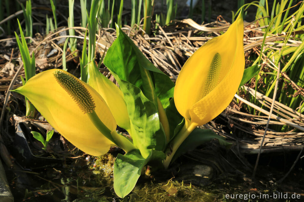 Detailansicht von Gelbe Scheincalla, Lysichiton americanus