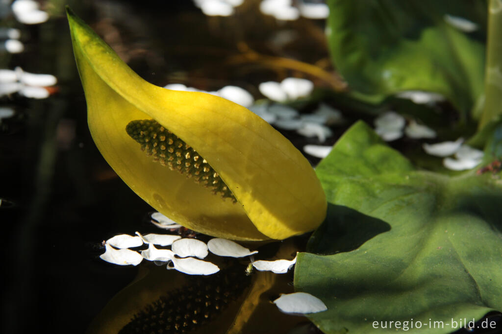 Detailansicht von Gelbe Scheincalla, Lysichiton americanus, in einem Gartenteich