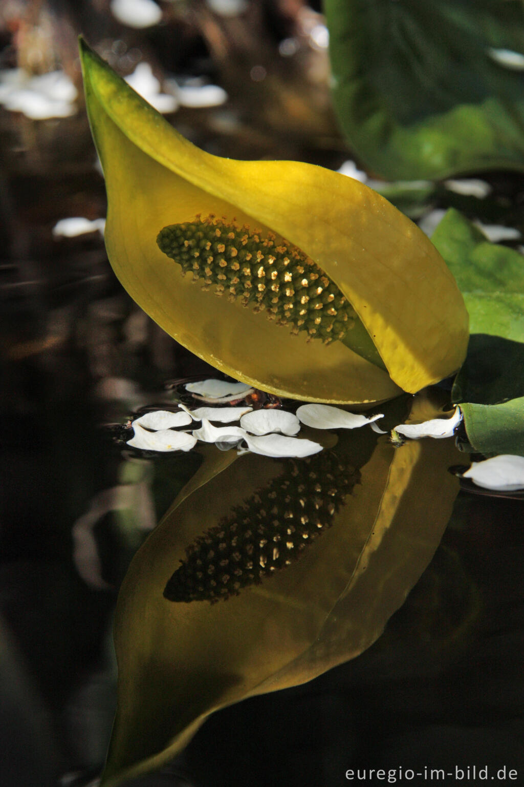 Detailansicht von Gelbe Scheincalla, Lysichiton americanus, in einem Gartenteich