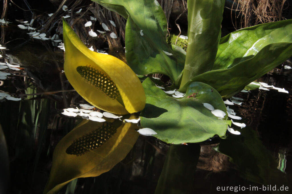 Detailansicht von Gelbe Scheincalla, Lysichiton americanus, in einem Gartenteich