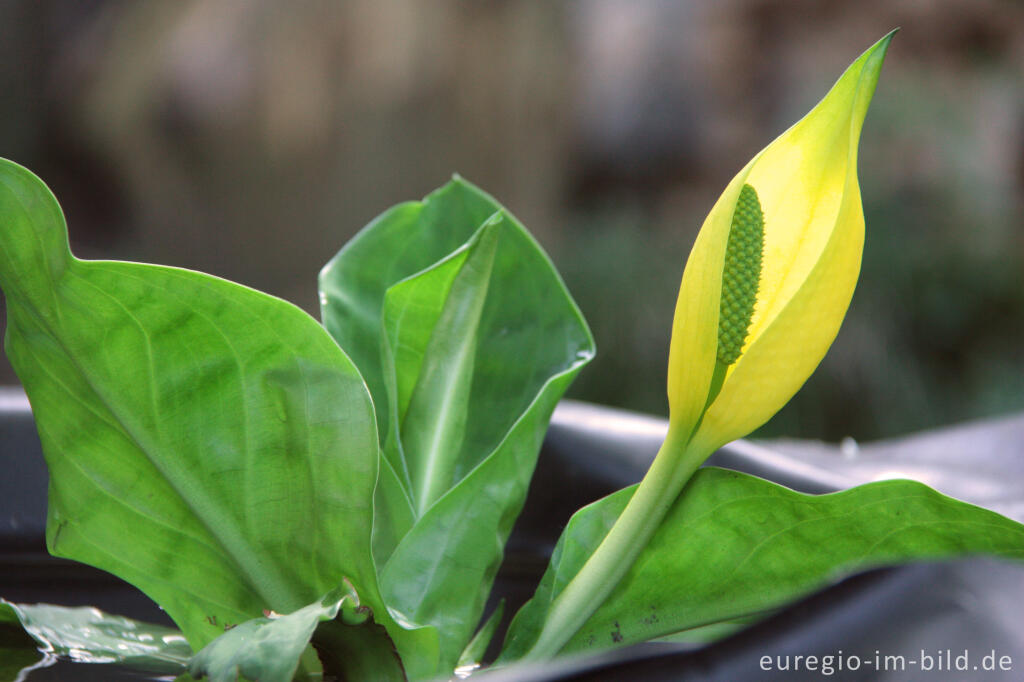 Detailansicht von Gelbe Scheincalla, Lysichiton americanus, in einem Gartenteich