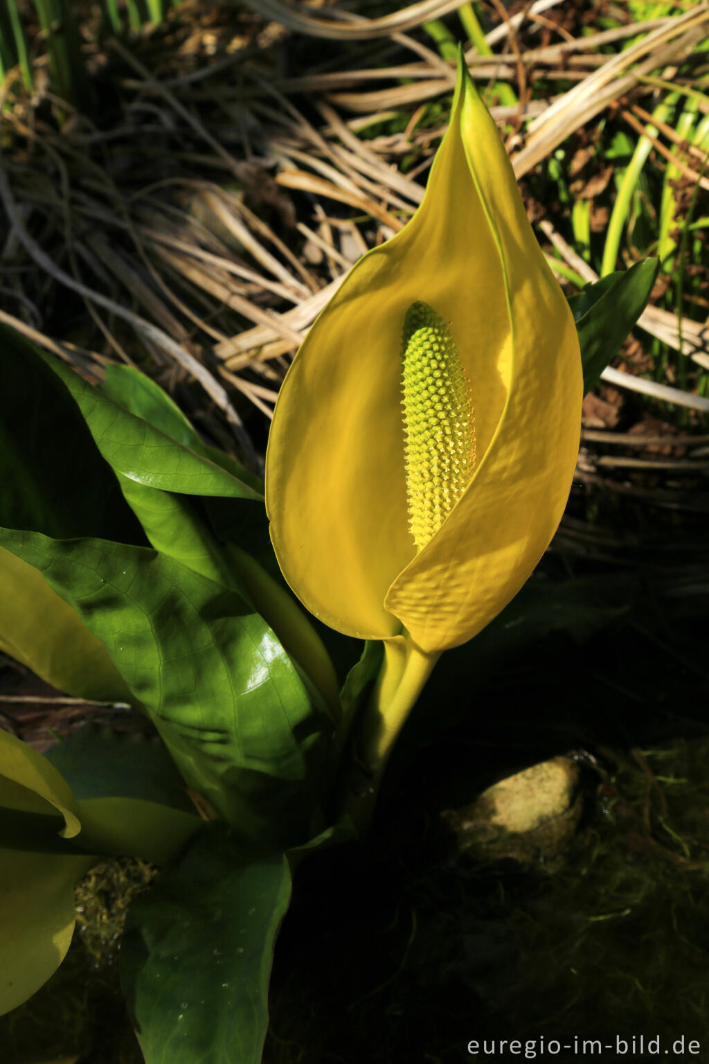 Detailansicht von Gelbe Scheincalla, Lysichiton americanus