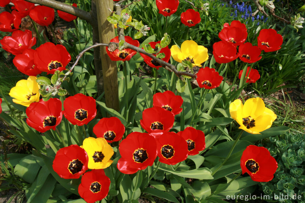 Detailansicht von Gelbe und rote Tulpen