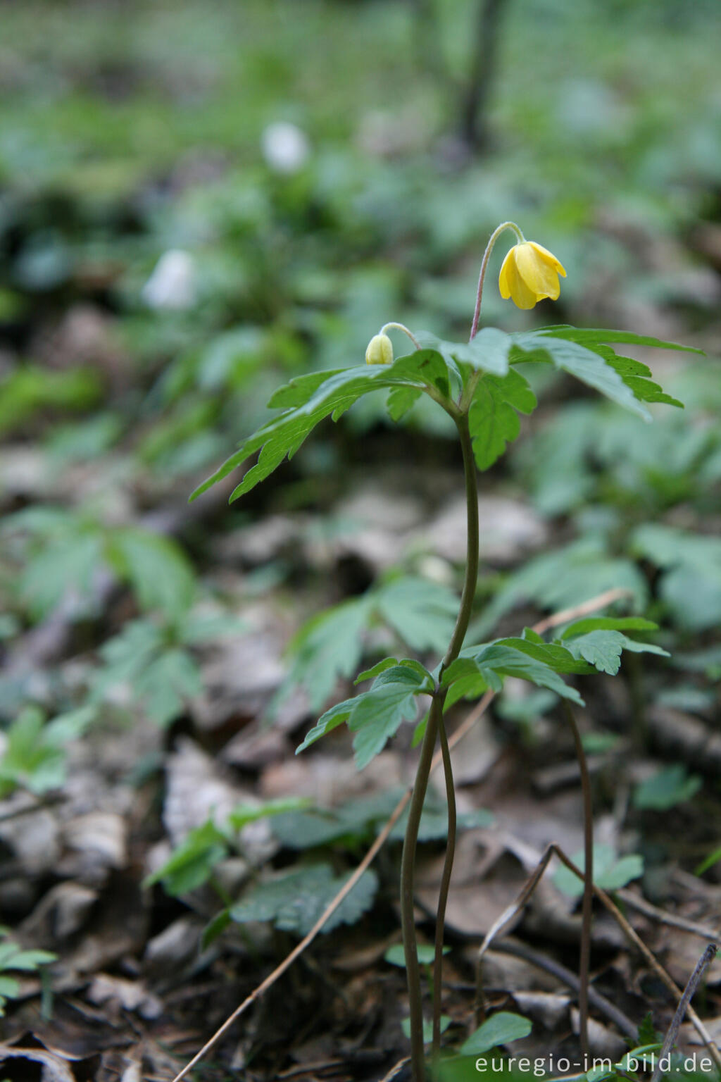 Detailansicht von Gelbe Windröschen, Anemone ranunculoides