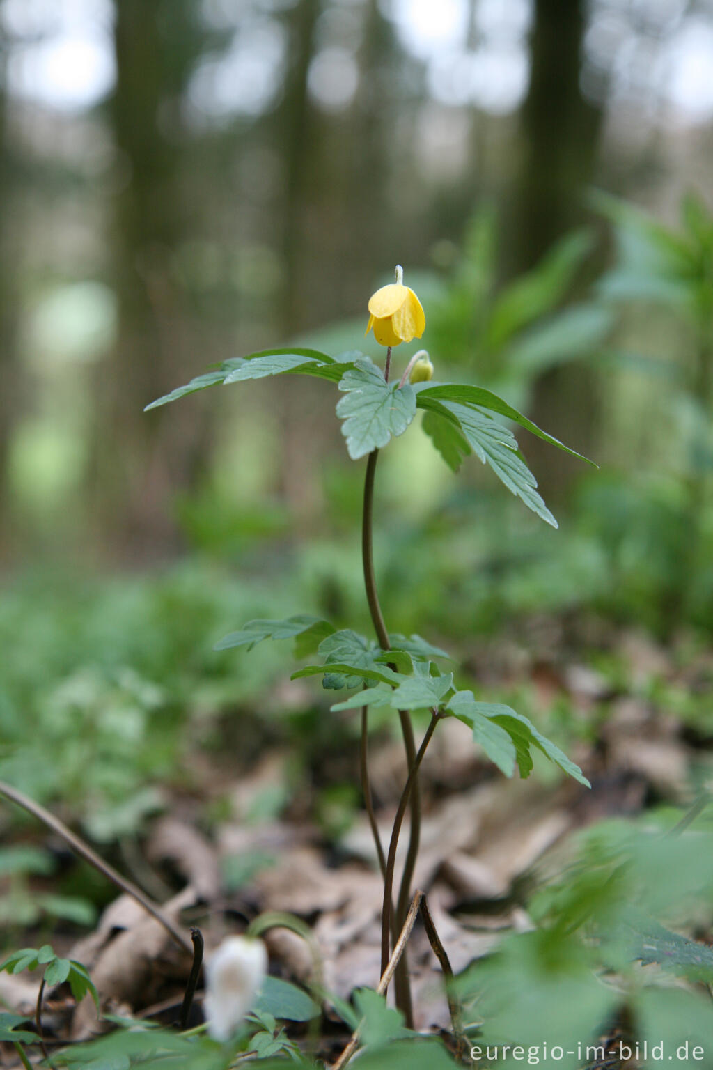 Detailansicht von Gelbe Windröschen, Anemone ranunculoides