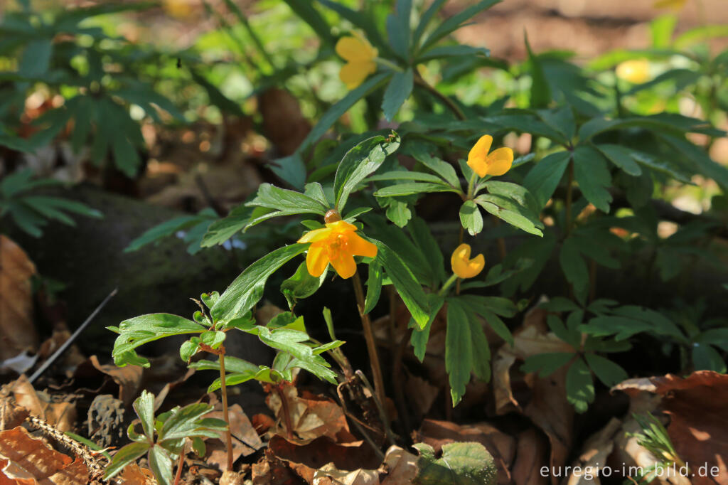 Detailansicht von Gelbes Windröschen, Anemone ranunculoides, im Gillesbachtal bei Kloster Steinfeld