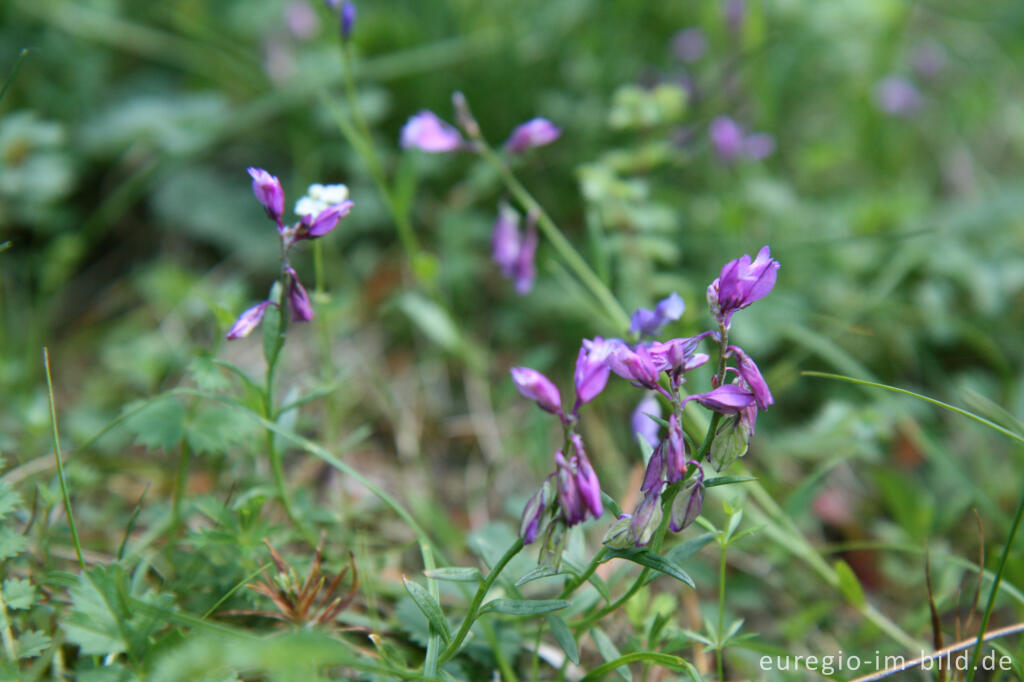 Detailansicht von Gemeines Kreuzblümchen; Polygala vulgaris, Breinigerheide, Nordeifel