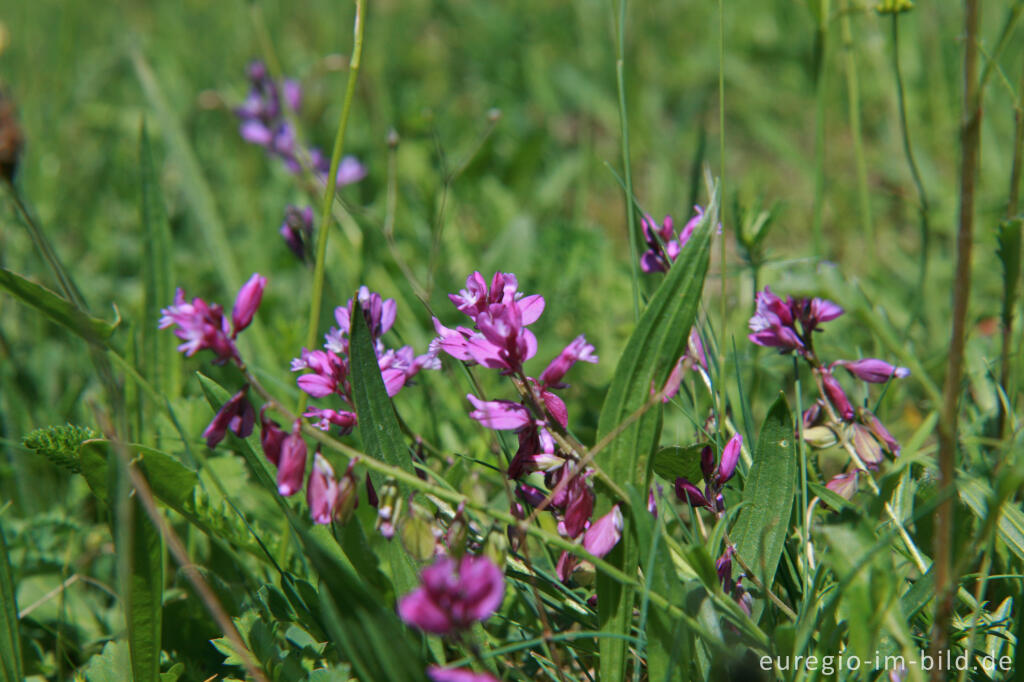 Detailansicht von Gemeines Kreuzblümchen, Polygala vulgaris, Schlangenberg, Breinigerheide, Nordeifel