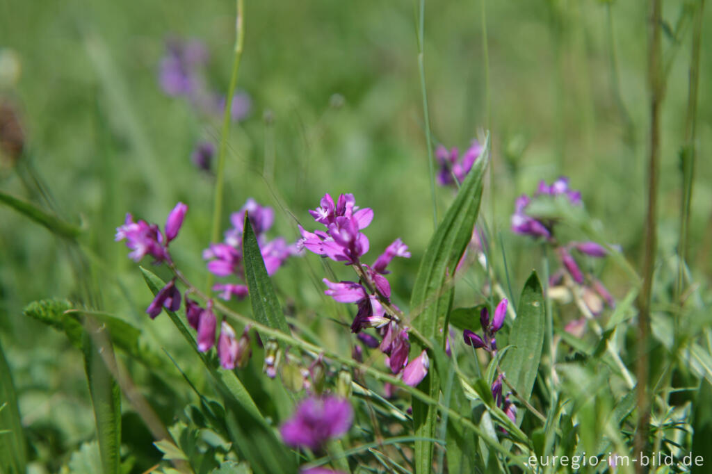 Detailansicht von Gemeines Kreuzblümchen; Polygala vulgaris, Schlangenberg, Breinigerheide, Nordeifel