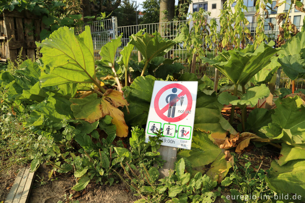 Detailansicht von Gemeinschaftsgarten HirschGrün (Suermondt-Park), Aachen 2016