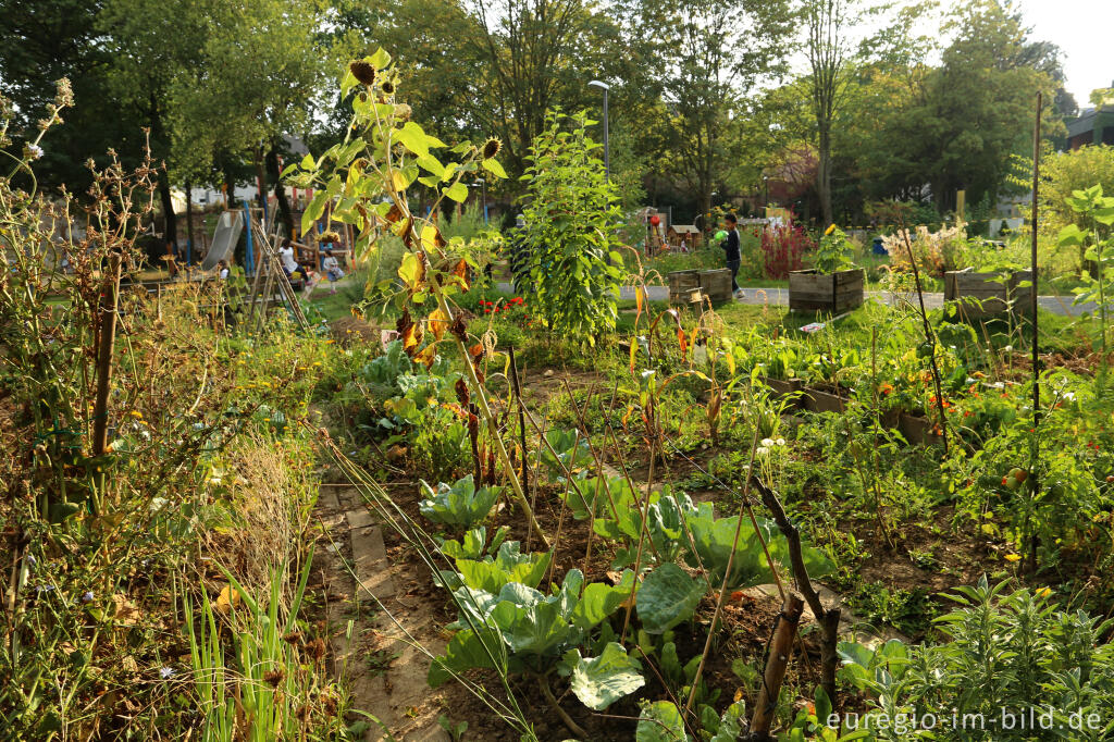 Detailansicht von Gemeinschaftsgarten HirschGrün (Suermondt-Park), Aachen 2016