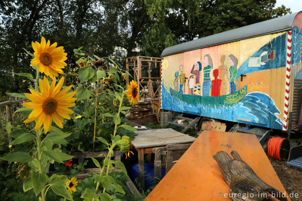 Detailansicht von Gemeinschaftsgarten HirschGrün (Suermondt-Park), Aachen 2016