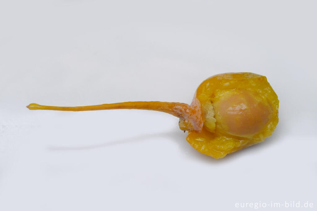 Detailansicht von Geöffnete Frucht eines Ginko