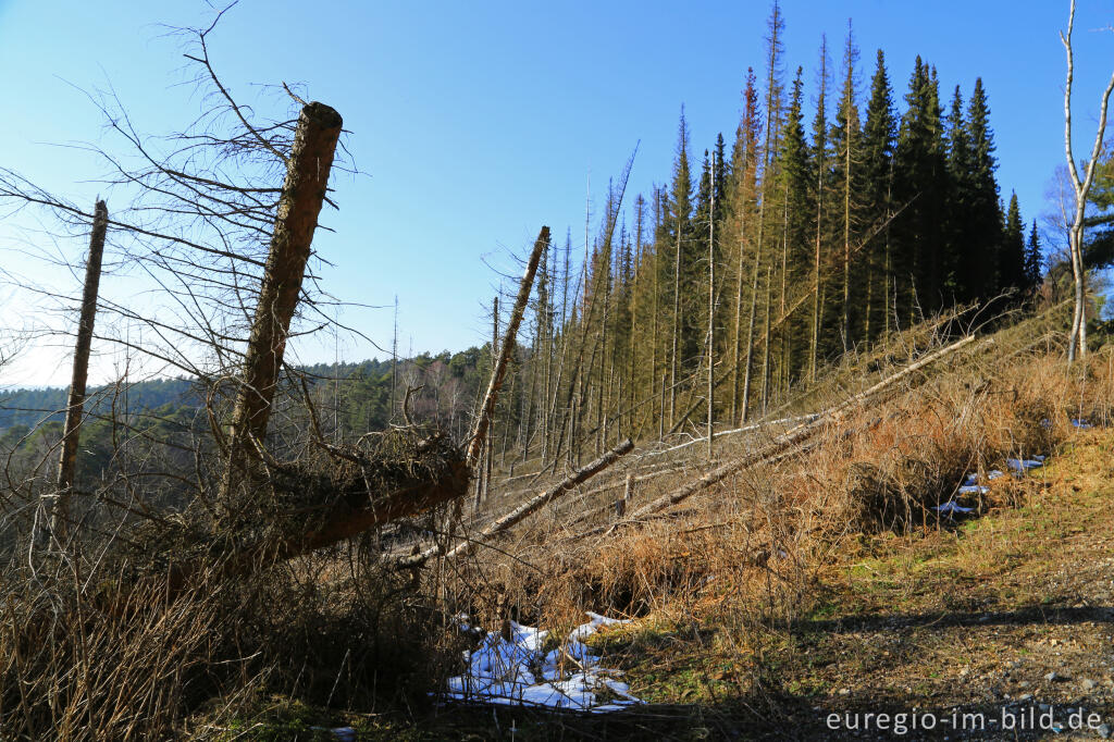 Geringelte Douglasien in der Eifel, am Südhang des Kermeter bei Gemünd