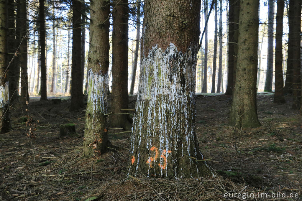 Detailansicht von Geringelte Fichten in der Eifel