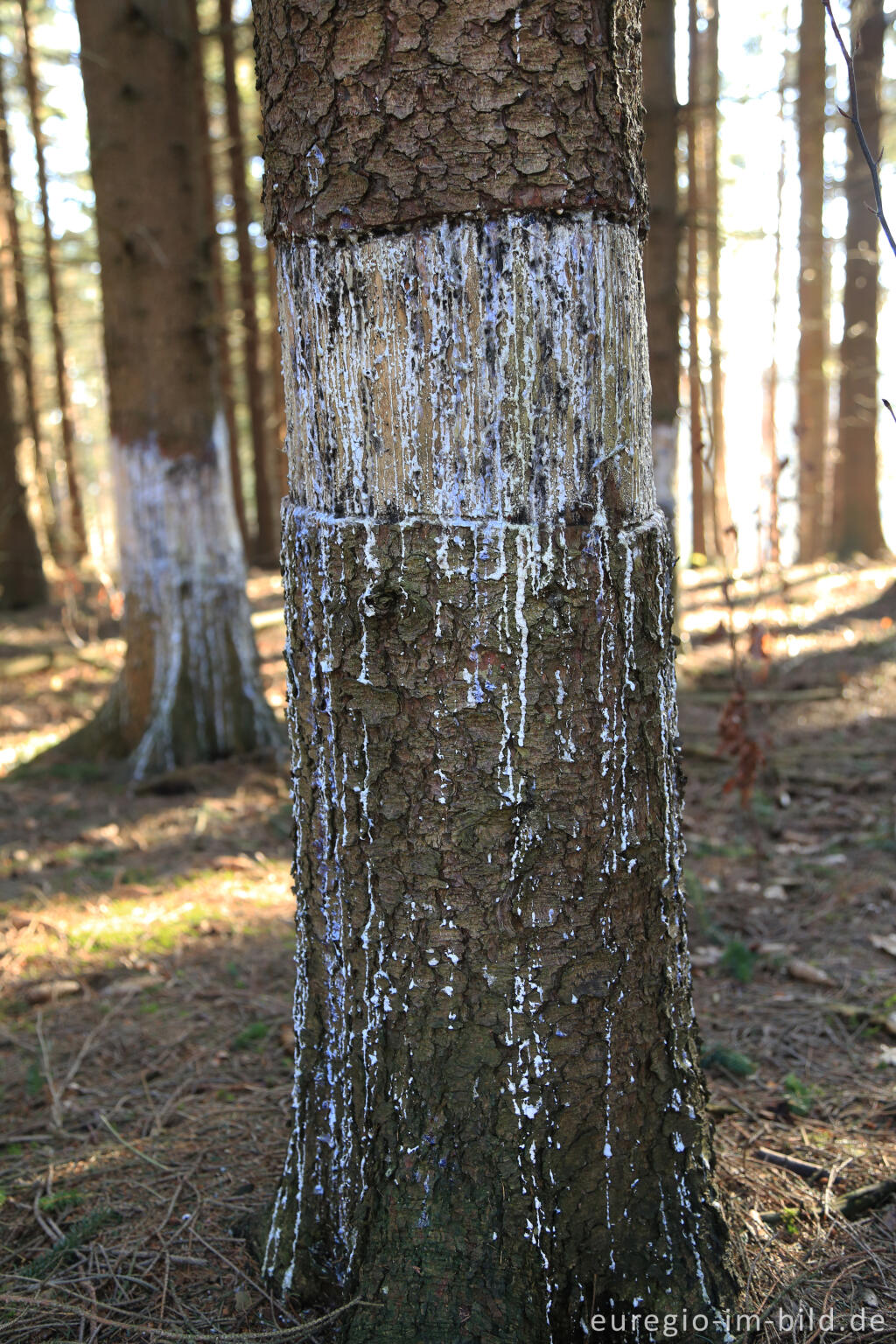 Detailansicht von Geringelte Fichten in der Eifel