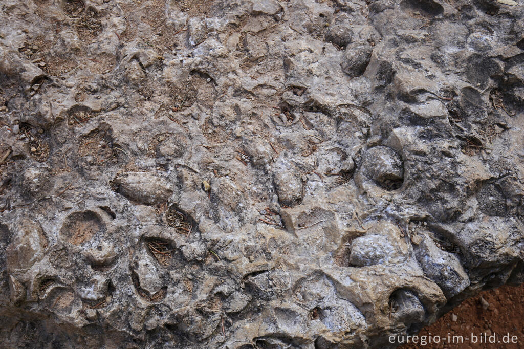 Detailansicht von Gerolsteiner Geopark, Versteinerungen