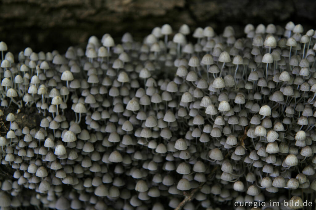 Detailansicht von Gesäter Tintling, Coprinus disseminatus