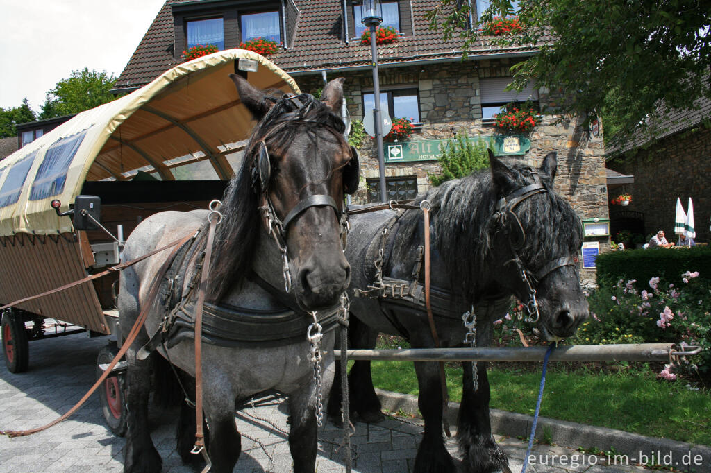 Gespann mit Kaltblutpferden in Einruhr