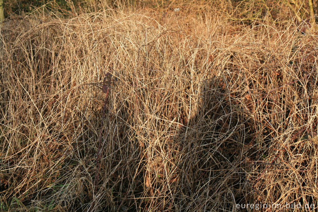 Detailansicht von Gestrüpp mit Schatten