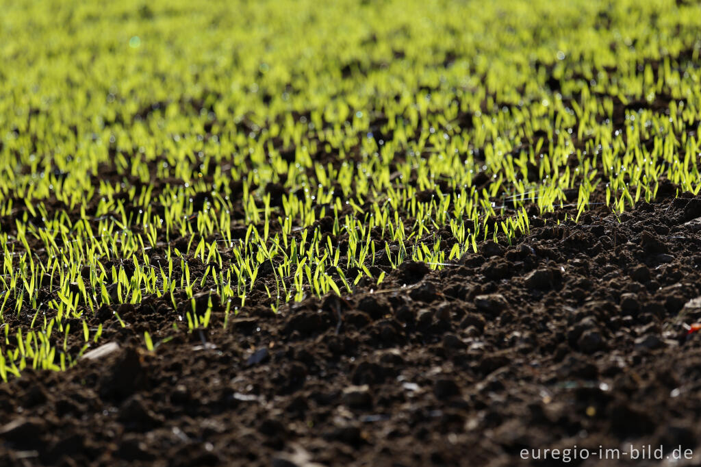 Detailansicht von Getreidefeld im Frühling bei Bürvenich