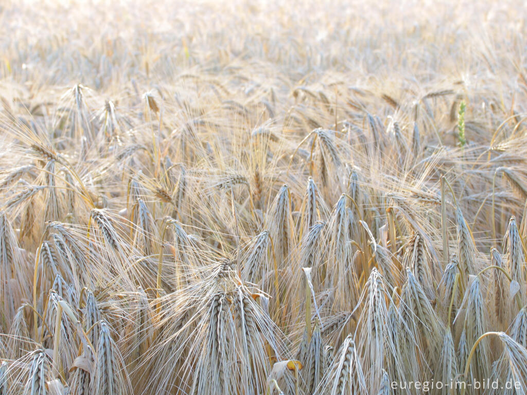 Detailansicht von Getreidefeld in der Abendsonne