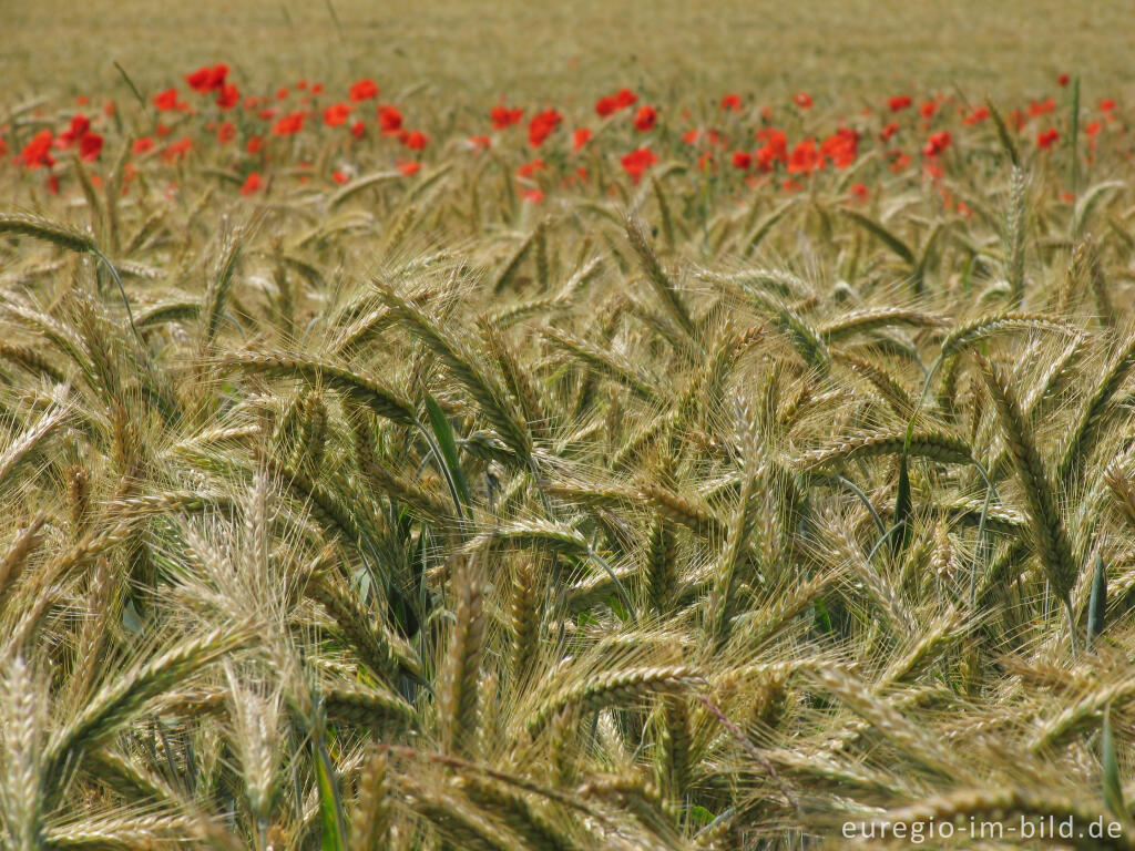 Detailansicht von Getreidefeld mit Mohn auf dem Schneeberg