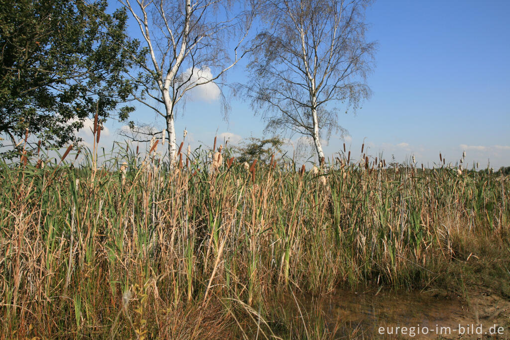 Detailansicht von Gewässer mit Rohrkolben in der Drover Heide