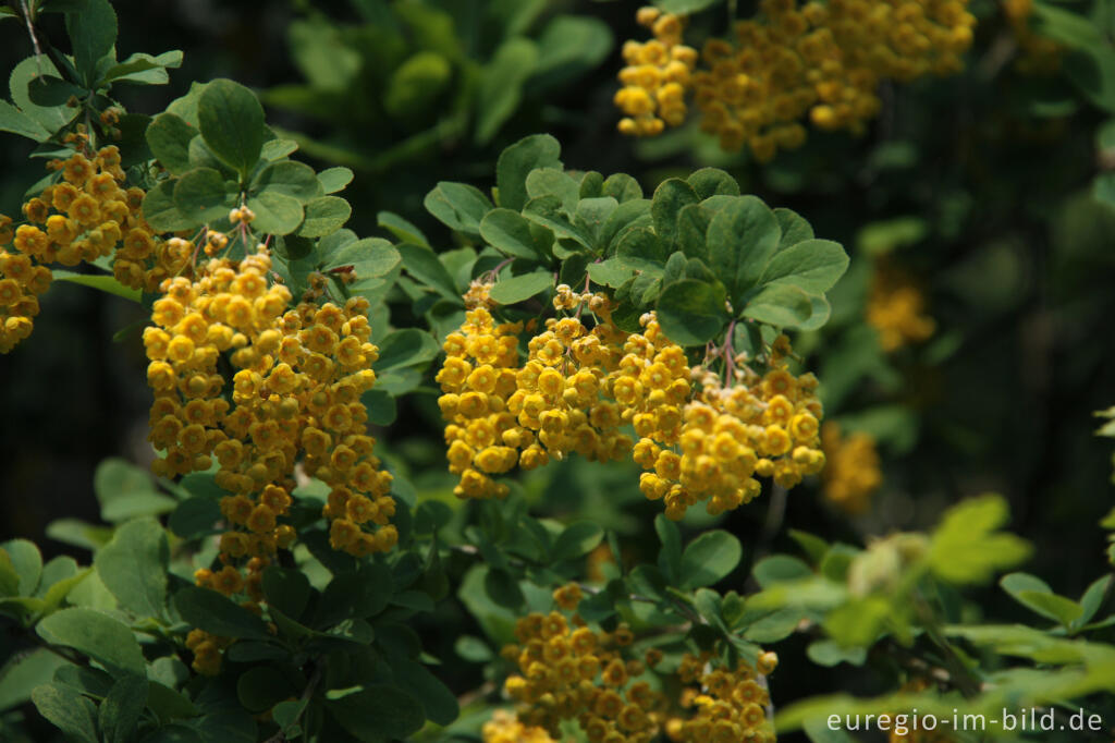 Detailansicht von Gewöhnliche Berberitze, Berberis vulgaris, auf dem Dolomitfelsen der Munterley, Gerolsteiner Dolomiten