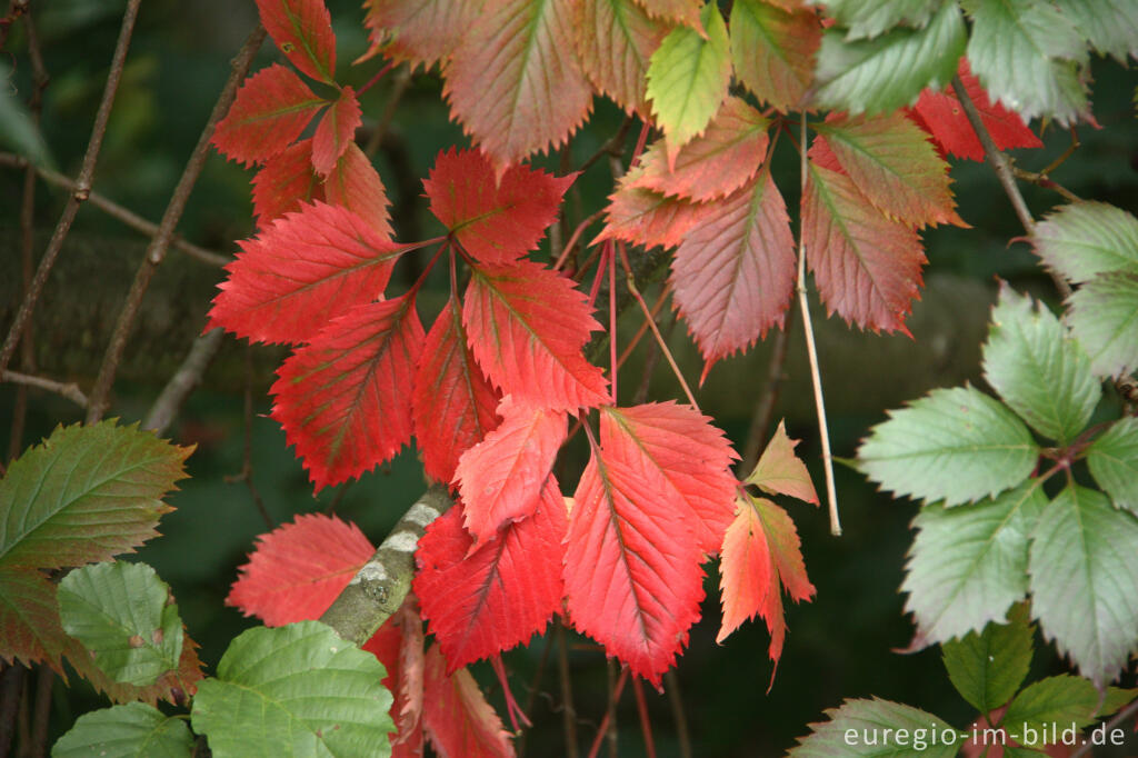 Detailansicht von Gewöhnliche Jungfernrebe oder Rankender Mauerwein, Parthenocissus vitacea