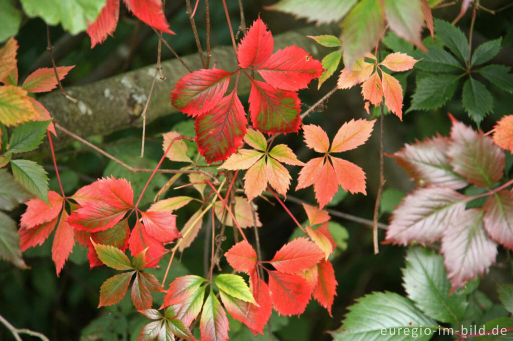 Detailansicht von Gewöhnliche Jungfernrebe oder Rankender Mauerwein, Parthenocissus vitacea