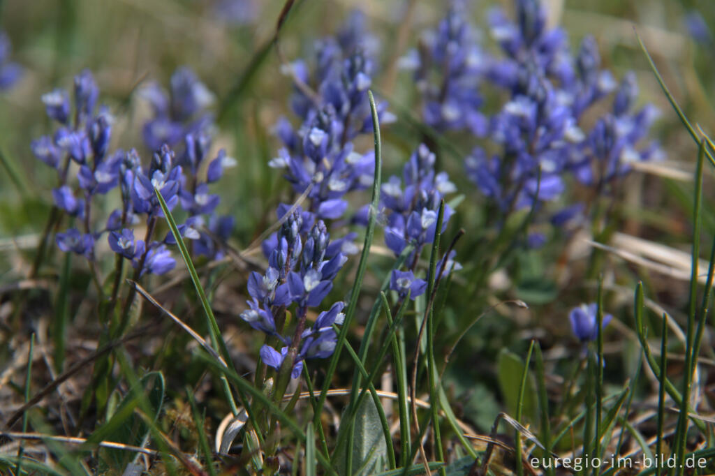 Gewöhnliche Kreuzblume, Polygala vulgaris 