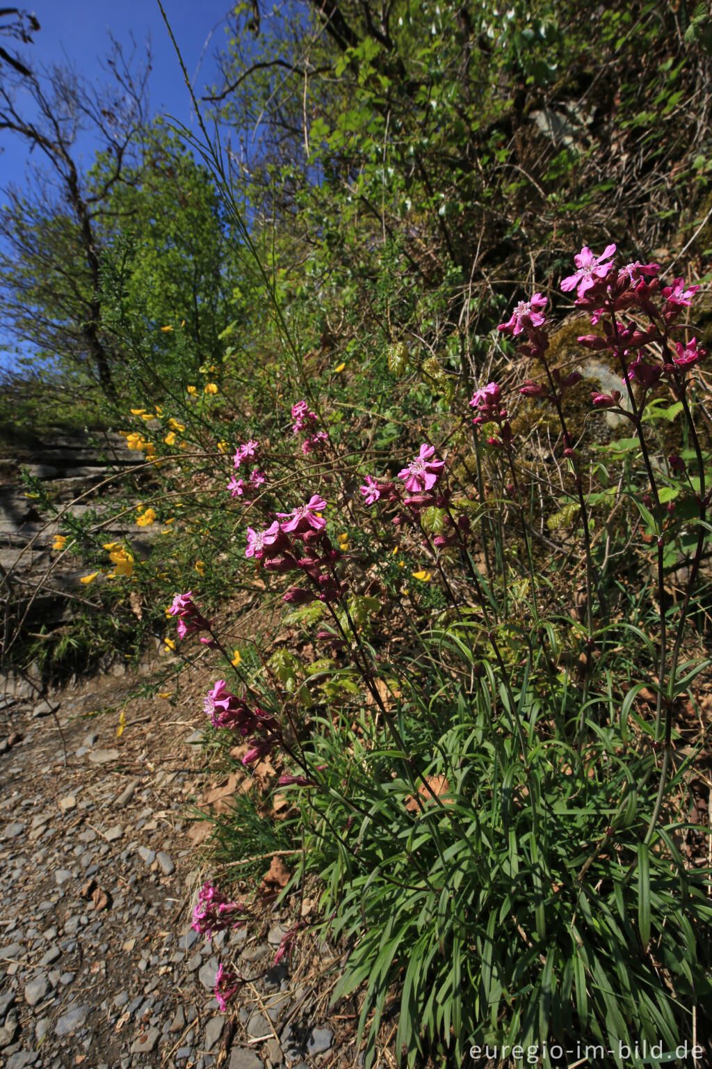 Gewöhnliche Pechnelke (Silene viscaria)