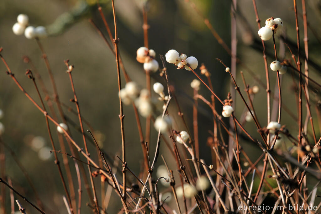 Gewöhnliche Schneebeere (Symphoricarpos albus)