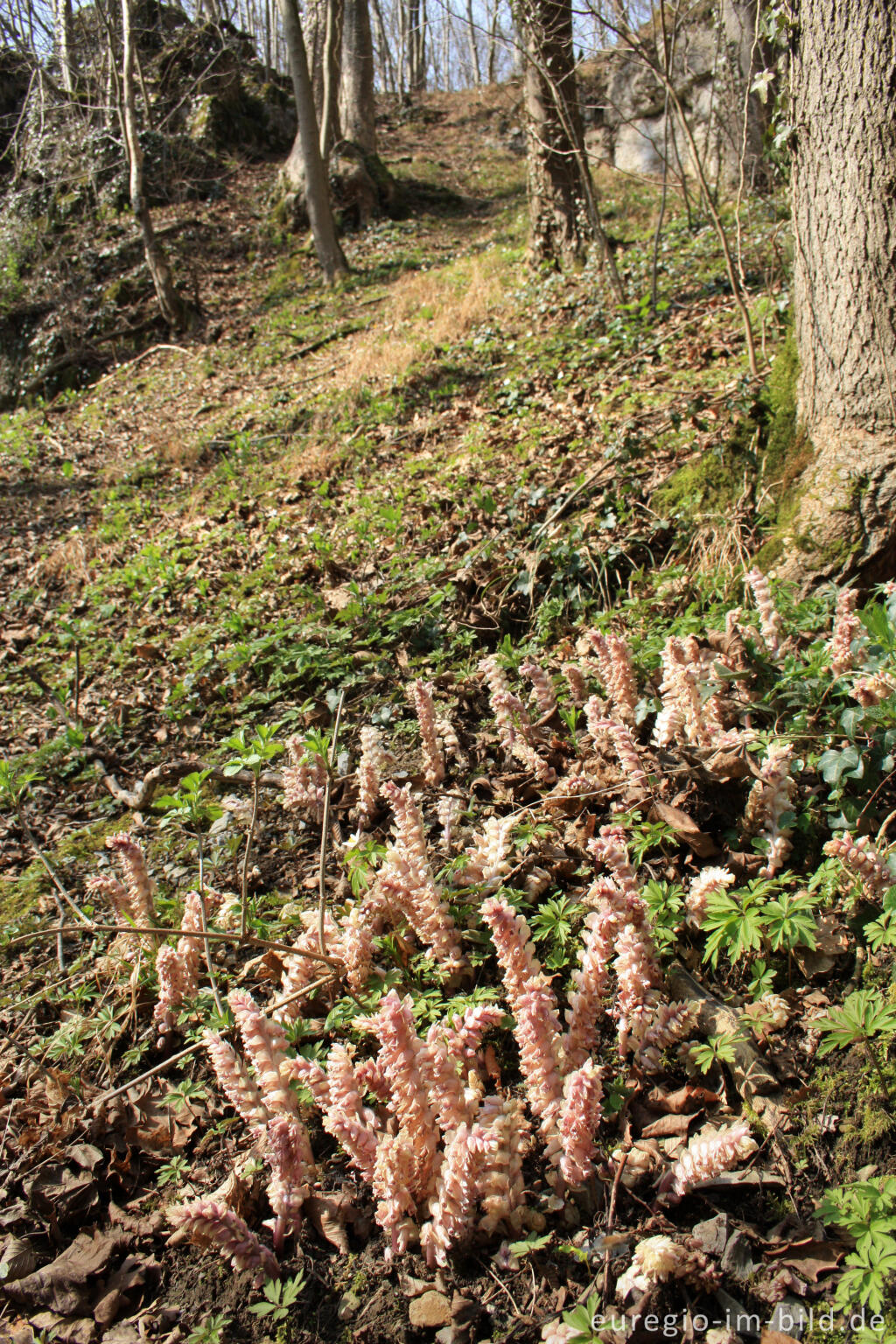 Detailansicht von Gewöhnliche Schuppenwurz, Lathraea squamaria