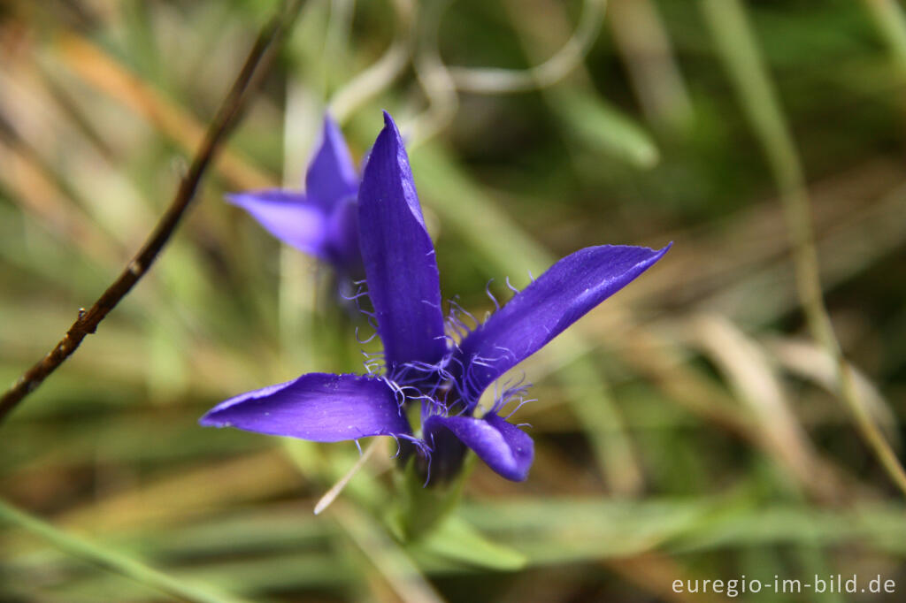 Detailansicht von Gewöhnlicher Fransenenzian, Gentianopsis ciliata,