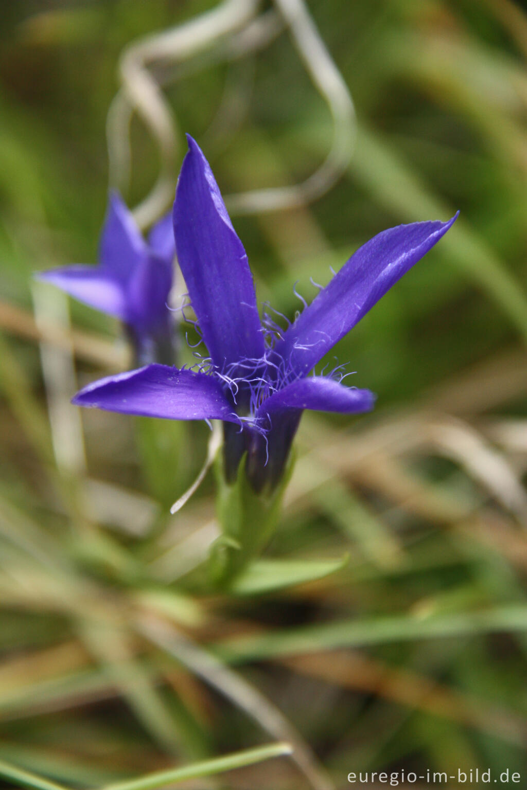 Detailansicht von Gewöhnlicher Fransenenzian, Gentianopsis ciliata,