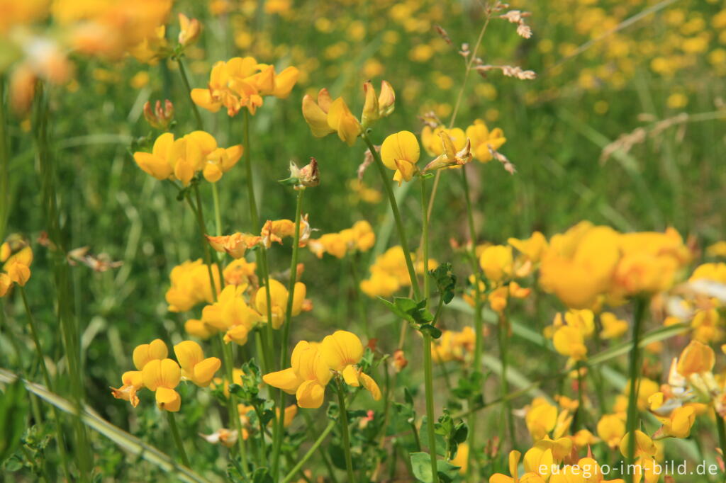 Detailansicht von Gewöhnlicher Hornklee, Lotus corniculatus