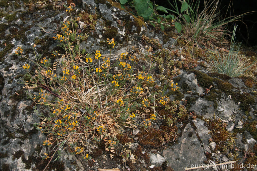 Detailansicht von Gewöhnlicher Hufeisenklee, Hippocrepis comosa, auf dem Dolomitfelsen der Munterley, Gerolsteiner Dolomiten