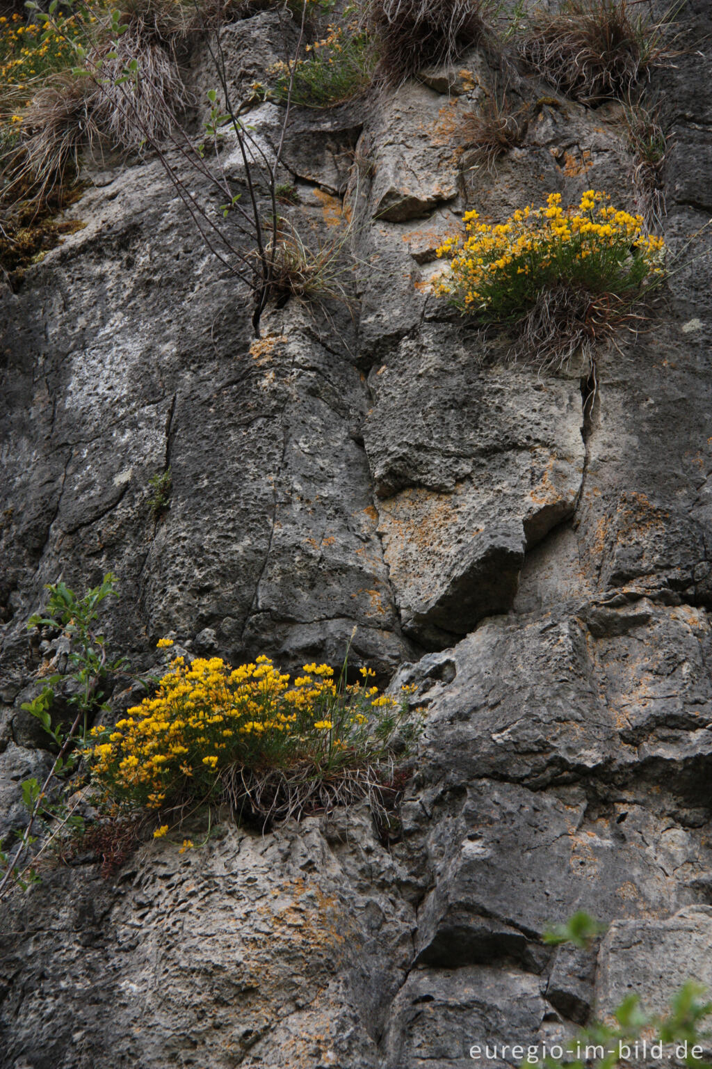 Detailansicht von Gewöhnlicher Hufeisenklee, Hippocrepis comosa, auf dem Dolomitfelsen der Munterley, Gerolsteiner Dolomiten